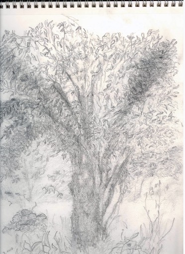 tree