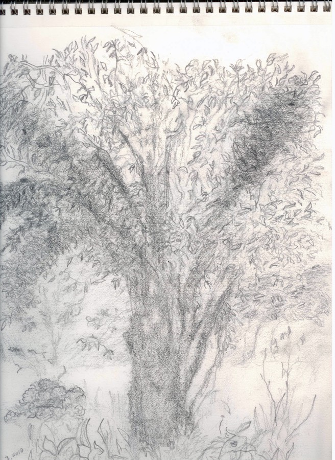 tree